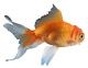 Goldfish don't bounce. Apparently